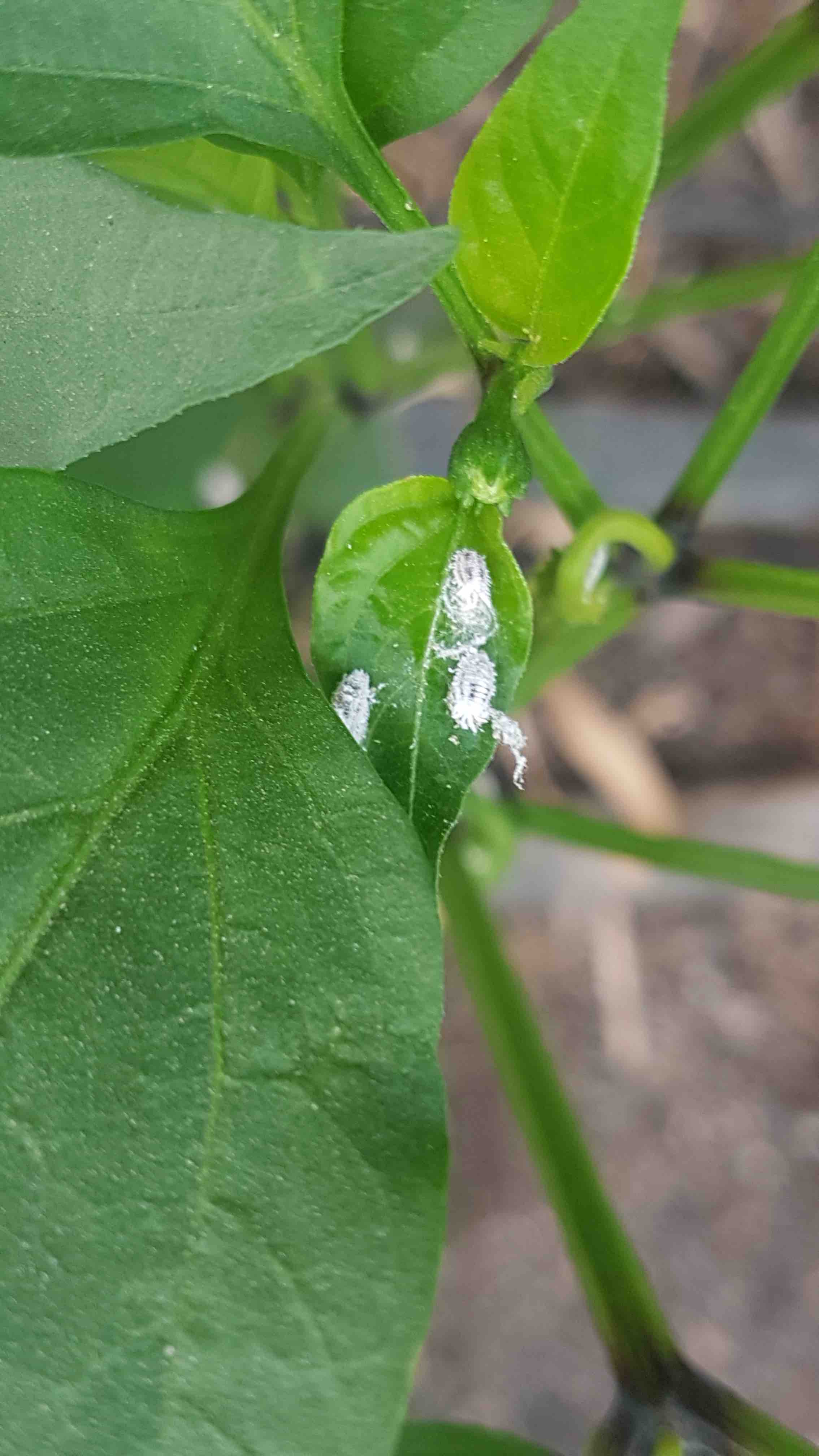 Saillog Mealybugs